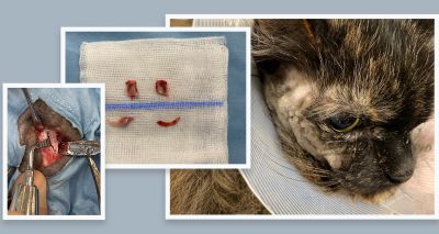 Maxillofacial surgeon treats rare feline TMJ condition